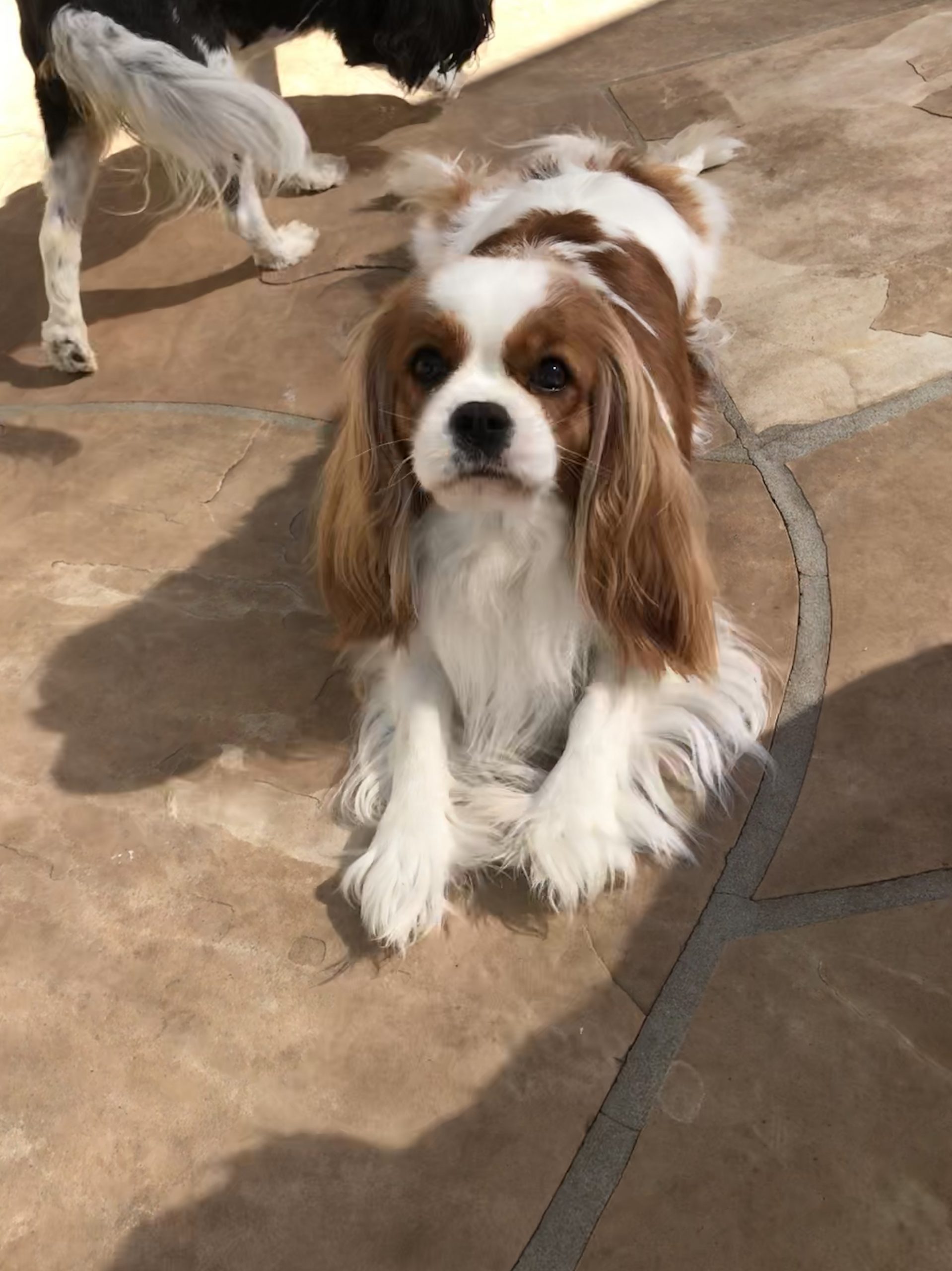 Spice store rack cavaliers